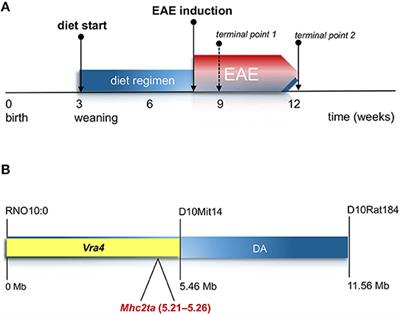 Effect of Vitamin D on Experimental Autoimmune Neuroinflammation Is Dependent on Haplotypes Comprising Naturally Occurring Allelic Variants of CIITA (Mhc2ta)